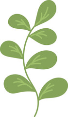 Eucalyptus leaves clipart vector