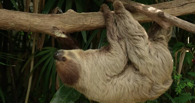 Sloth climbing tree, Sloth slowly climbs across branch. High definition shot at 4K, 60 fps video footage.