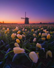 Windmill and flowers in the Netherlands. Field with tulips during blooming time. Historical...