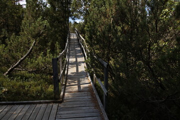 Boardwalk in Bozidarske raseliniste (Moorland) at Bozi Dar, Czech Republic, Europe
