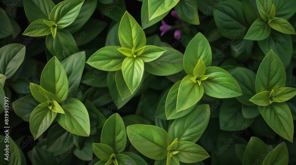 Poster Symmetrical Aerial View of Stevia Leaves Displaying Intricate Geometric Patterns and Vibrant Texture
