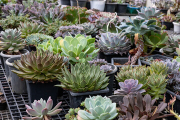 Collection of healthy decorative succulent top view in the greenhouse garden for limited space urban gardening design garden