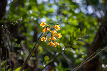 Fringed-lipped dendrobium chrysanthum orchid flower blossoming in the tropical rainforest