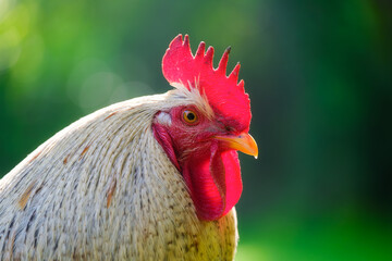 Portrait of a rooster. Brightly colored crest on the head of a rooster. Blurred background. Animal world. Photo for wallpaper, background, postcards, design.