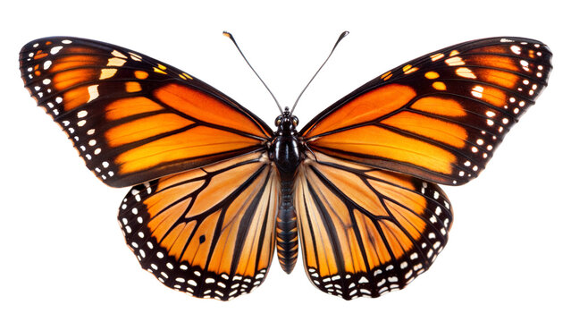 Monarch Butterfly: A detailed image of a Monarch butterfly with its distinctive orange and black wings fully spread, showcasing its elegant pattern and structure, isolated on white background