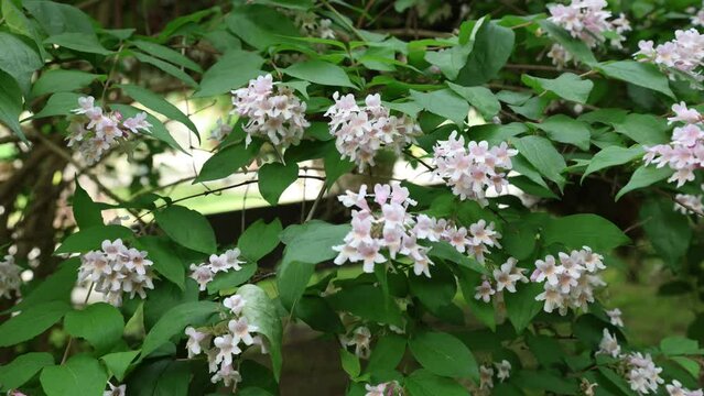Kolkwitzia (Linnaea) amabilis  commonly known as beauty bush, is a species of flowering plant native to China