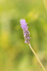 Close-up of lavender flower