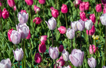 Tulips on a sunny day.