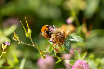 Close-up of bumble bee on flower