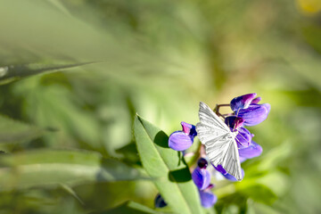 White moth on purple lupine flower on sunny summer day. Bokeh of green garden. copy space, text space, template, layout, mockup
