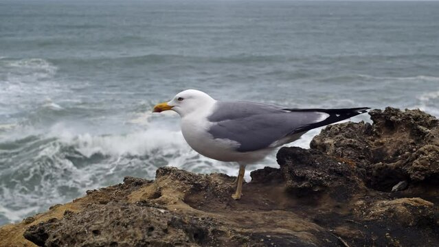 Une mouette pos&eacute;e sur un rocher au bord de l'oc&eacute;an lutte face au vent et aux vagues d&eacute;ferlantes_zoom