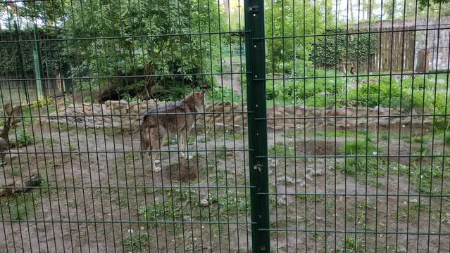 Wolf itches and gnaws parasites out of its skin