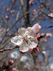 Delicate Apricot Blossom in Full Bloom