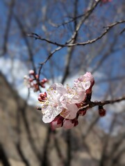 Delicate Apricot Blossom in Full Bloom