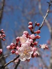 Delicate Apricot Blossom in Full Bloom