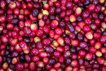 Grãos de café fresco. Colheita de café	