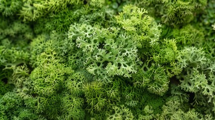 Green moss photo texture background from above.  Realistic macro shoot. Modern eco friendly decor natural background. Symbol of sustainability. Wallpaper, Texture.