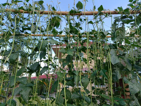 Hold Yard long bean( Cow Pea,Vigna unguiculata,Vigna sinensis) at the garden, organic vegetables are grown at home as a hobby to eat. Chiang Mai Thailand.