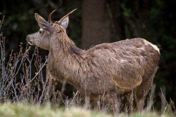 a grazing young red deer, cervus elaphus, on the mountains at a spring morning