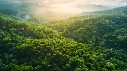 Aerial Perspective of Lush Green Forest Canopy Revealing Nature's Vibrant Beauty