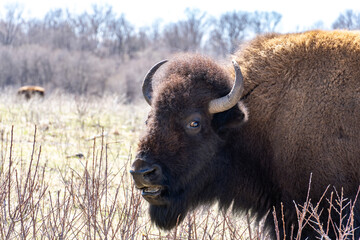 Bison Head with Interesting Facial Expression
