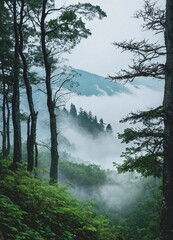 misty morning in the forest