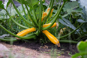 Squash plant with blossoms, yellow zucchini in the garden, organic vegetables.Courgette plant...
