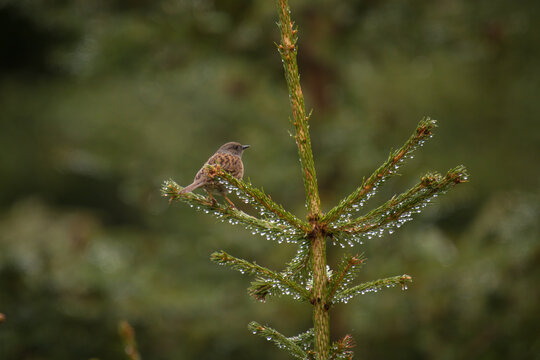 a dunnock, prunella modularis, perched on a spruce at a rainy spring day