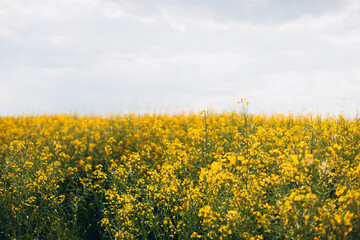 Agricultural field with rapeseed plants. Rape flowers in strong sunlight. Oilseed, canola, colza. Nature spring background.