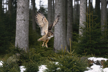 A great horned owl lands on a tree stump in the forest.