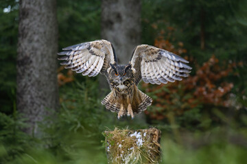 A great horned owl lands on a tree stump in the forest.