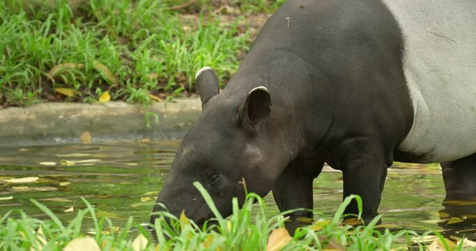 Black and white malayan tapir resting in water. It is native to Southeast Asia from the Malay Peninsula to Sumatra.