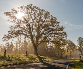 Baum des Lebens