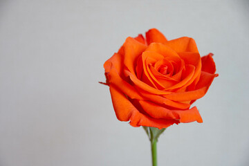 オレンジ色のバラ