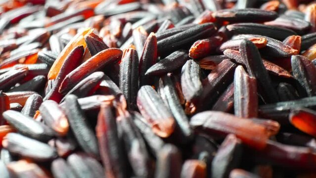 Discover the allure of Riceberry rice: with its slender, purple-black grains packed with antioxidants and nutrition. Revel in its even texture and unwavering color, a culinary delight with every bite.