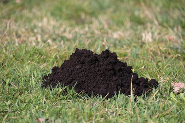 A pile of dirt is on the grass