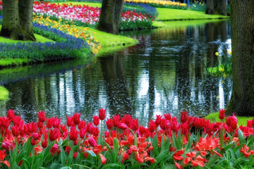 Keukenhof  tulip garden in the Netherlands.
