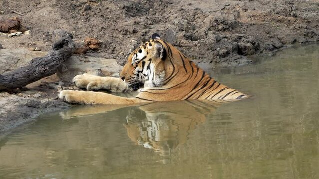 The Bengal tiger from Indian forests