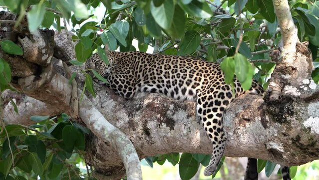 The Indian leopard (Panthera pardus fusca)