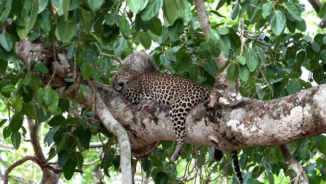 The Indian leopard (Panthera pardus fusca)