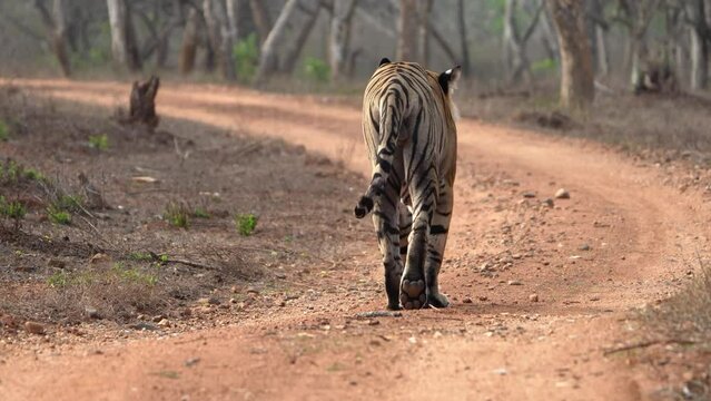 The Bengal tiger from Indian forests