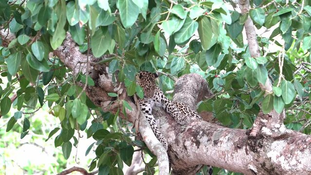 The Indian leopard (Panthera pardus fusca)