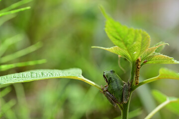 葉陰に隠れるニホンアマガエル