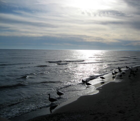 Canada Geese silhouetted at evening on the shore
