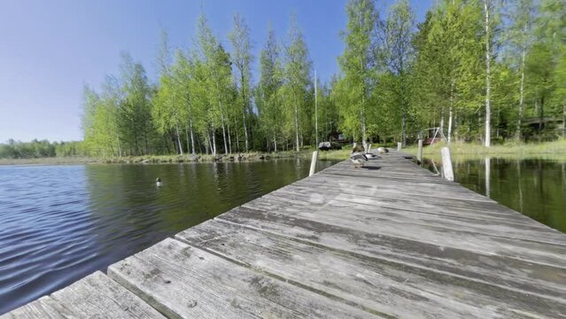 A common goldeneye appears and gets surprised when a Merganser decides to fly away
