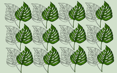 Summer monstera leaves illustration
