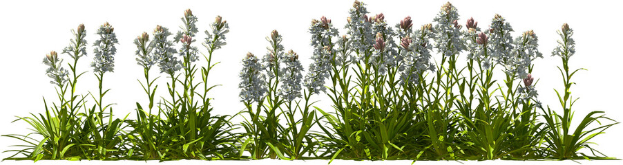 tuberose blooming plants hq arch viz cutout bush shrub