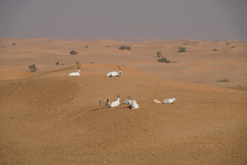 Obraz premium Arabian Oryx in Dubaï desert, United Arab Emirats