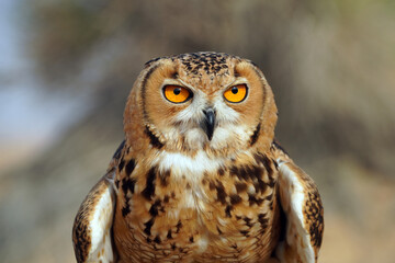 Great horned owl in Dubaï desert, United Arab Emirats