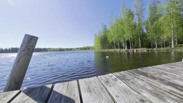 A common goldeneye appears to be followed